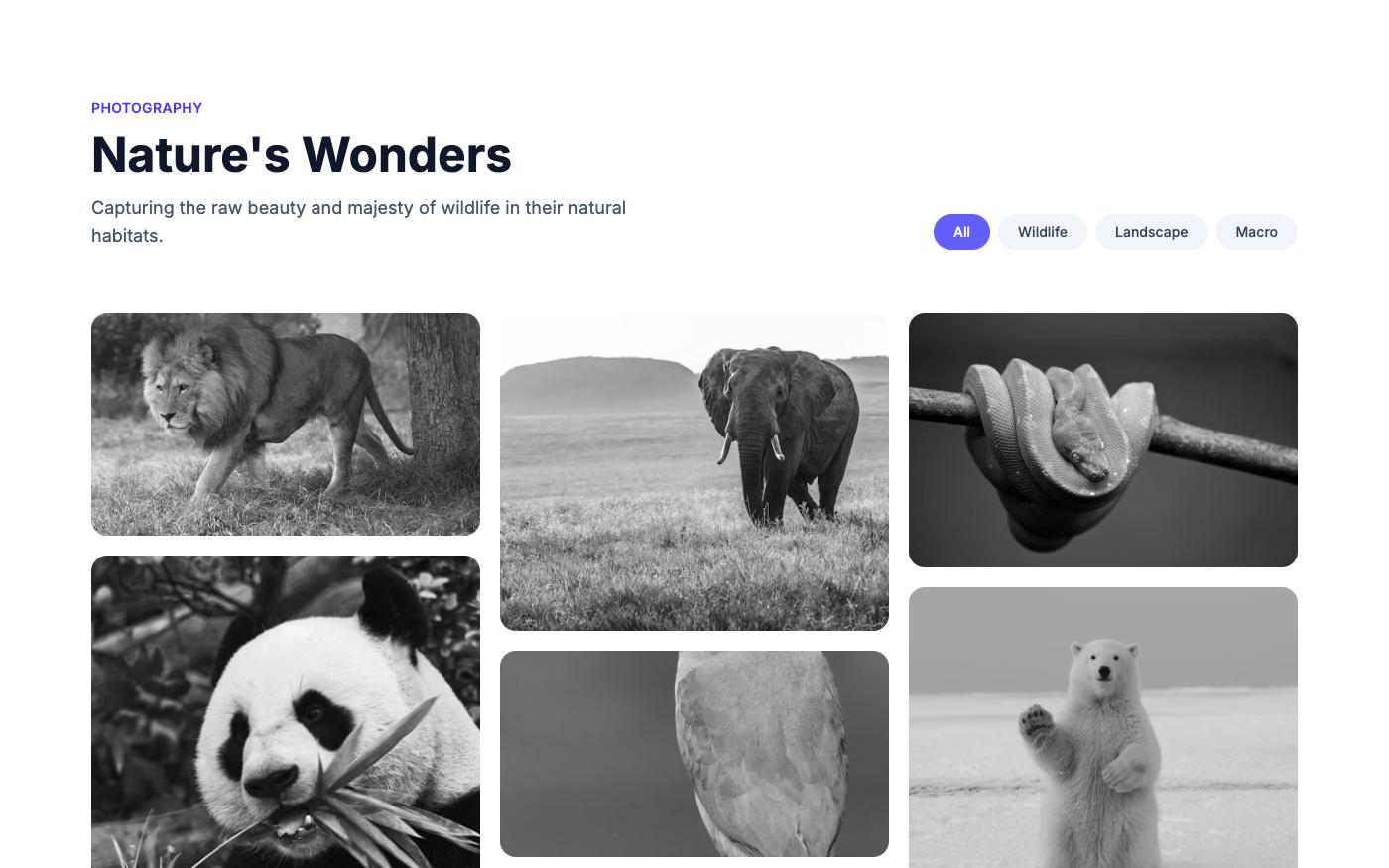 Masonry gallery for project showcases